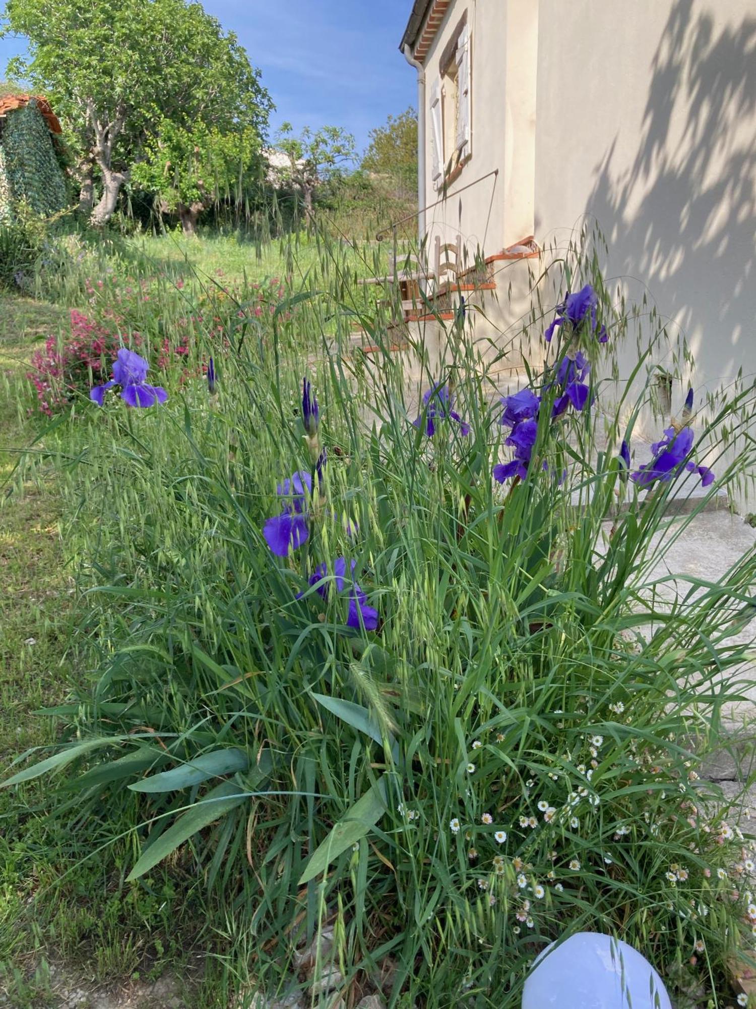 Villa Les Figuiers Cagnes-sur-Mer Eksteriør billede
